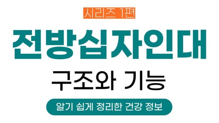 전방십자인대시리즈 1편의 썸네일이미지입니다. 전방십자인대 구조와 기능에 대해 정리한 글입니다.
